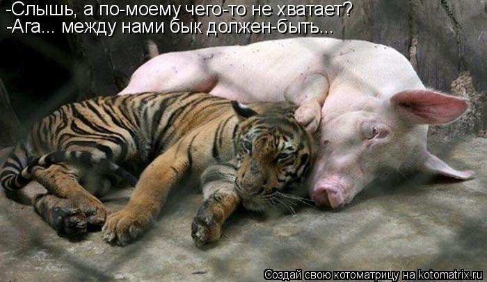 Котоматрица: -Слышь, а по-моему чего-то не хватает? -Ага... между нами бык должен-быть...