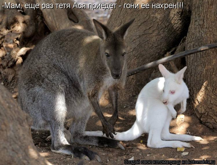 -Мам, еще раз тетя Ася приедет - гони ее нахрен!!!... Котоматрица: -Мам, еще раз тетя Ася приедет - гони ее нахрен!!!