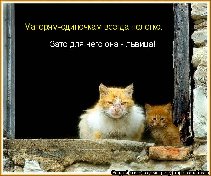 Матерям-одиночкам всегда нелегко. Зато для него она - львица!... Котоматрица: Матерям-одиночкам всегда нелегко. Зато для него она - львица!