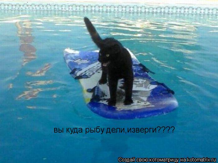 вы куда рыбу дели,изверги????... Котоматрица: вы куда рыбу дели,изверги????