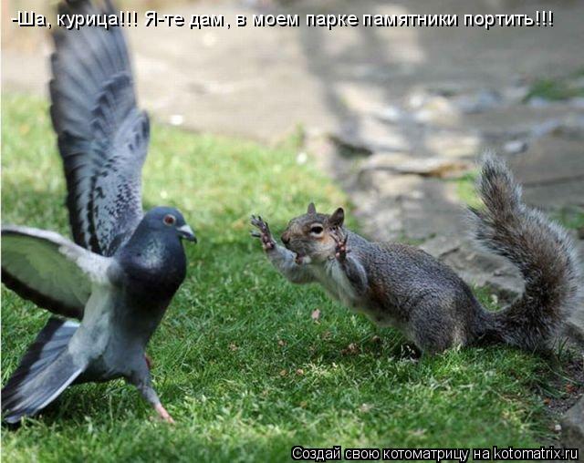 -Ша, курица!!! Я-те дам, в моем парке памятники портить!!!... Котоматрица: -Ша, курица!!! Я-те дам, в моем парке памятники портить!!!