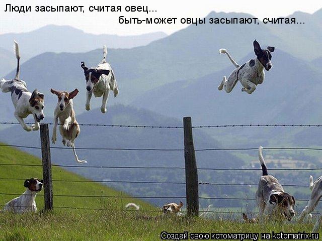 Котоматрица: Люди засыпают, считая овец...  быть-может овцы засыпают, считая...