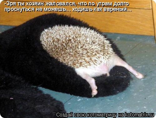 Котоматрица: -Зря ты хозяин жаловался, что по утрам долго  проснуться не можешь... ходишь как вареный...