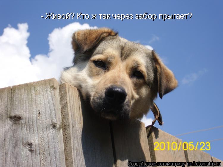 Котоматрица: - Живой? Кто ж так через забор прыгает?