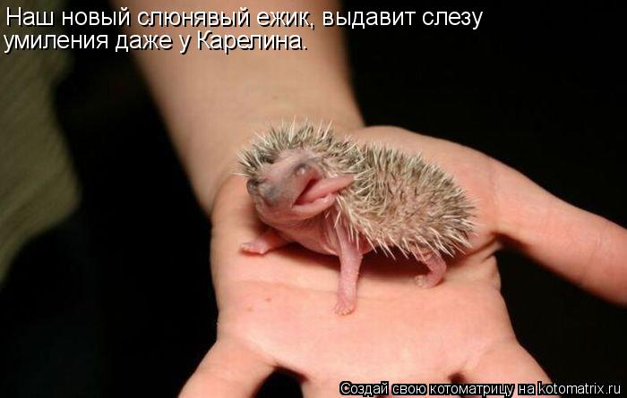 Котоматрица: Наш новый слюнявый ежик, выдавит слезу  умиления даже у Карелина.