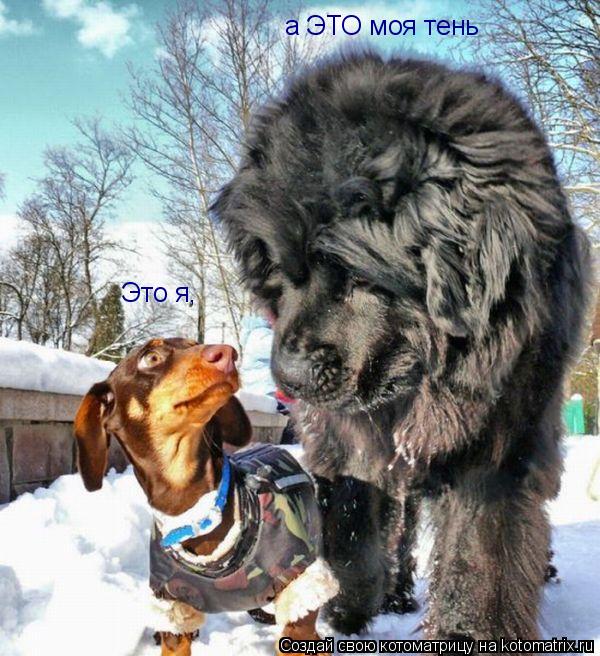 а ЭТО моя тень Это я,... Котоматрица: а ЭТО моя тень Это я,
