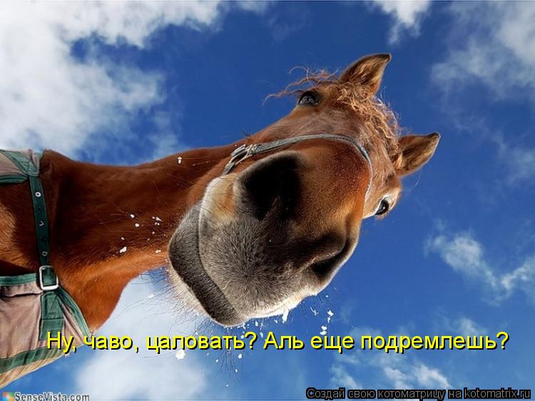 Ну, чаво, цаловать? Аль еще подремлешь?... Котоматрица: Ну, чаво, цаловать? Аль еще подремлешь?