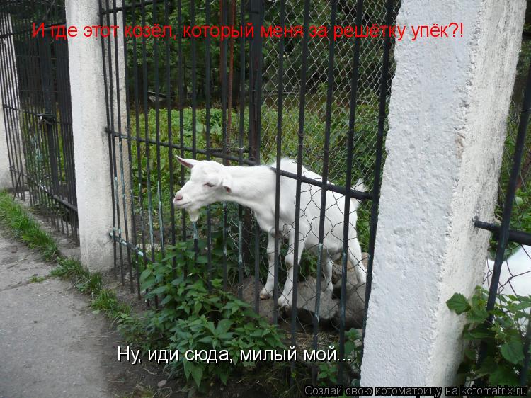 И где этот козёл, который меня за решётку упёк?! Ну, иди сюда, милый мой...... Котоматрица: И где этот козёл, который меня за решётку упёк?! Ну, иди сюда, милый мой...