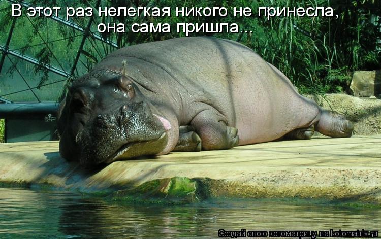 В этот раз нелегкая никого не принесла, она сама пришла...... Котоматрица: В этот раз нелегкая никого не принесла, она сама пришла...