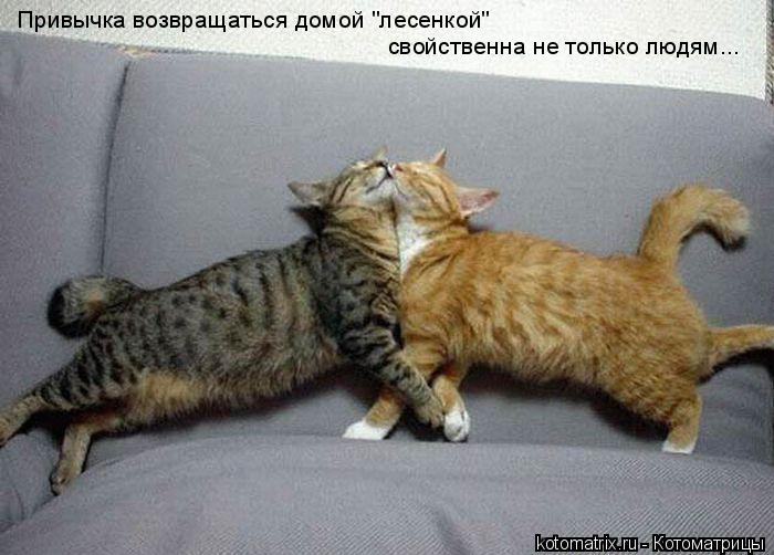 Привычка возвращаться домой "лесенкой" свойственна не только людям...... Котоматрица: Привычка возвращаться домой "лесенкой" свойственна не только людям...