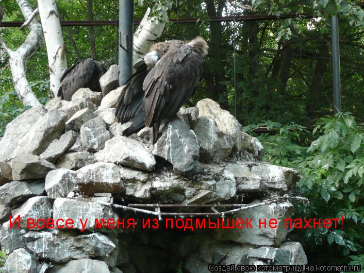 И вовсе у меня из подмышек не пахнет!... Котоматрица: И вовсе у меня из подмышек не пахнет!