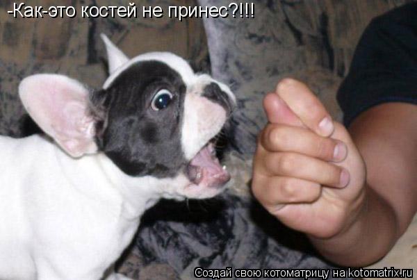 -Как-это костей не принес?!!!... Котоматрица: -Как-это костей не принес?!!!