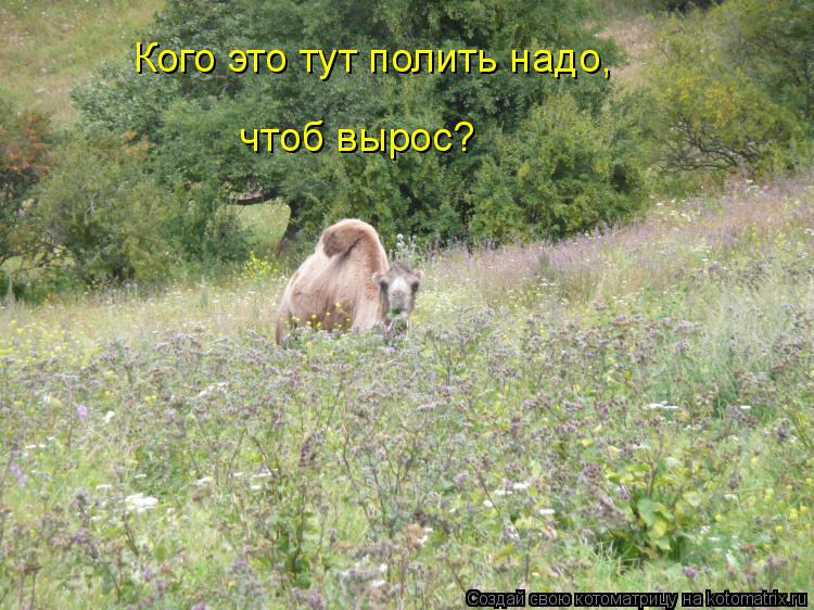 Кого это тут полить надо, чтоб вырос?... Котоматрица: Кого это тут полить надо, чтоб вырос?