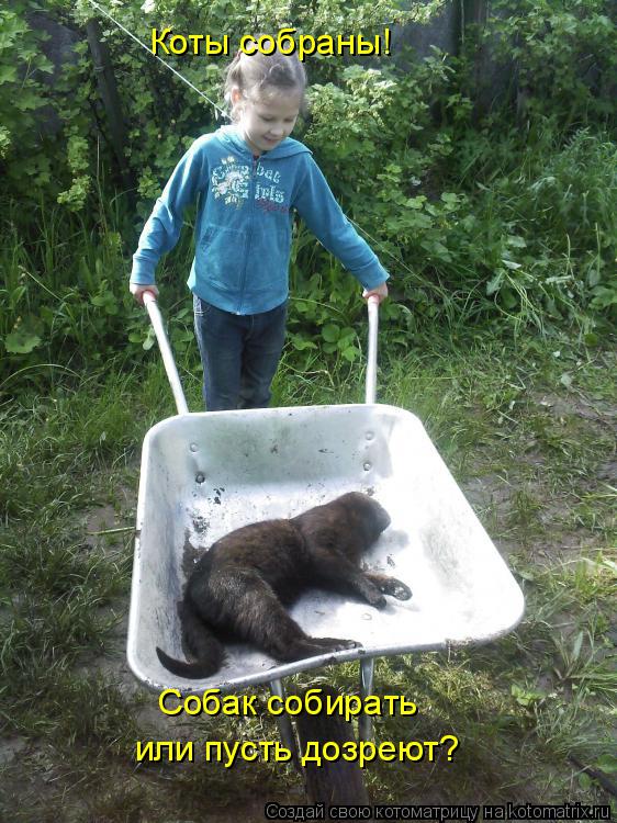 Коты собраны! Собак собирать или пусть дозреют?... Котоматрица: Коты собраны! Собак собирать или пусть дозреют?