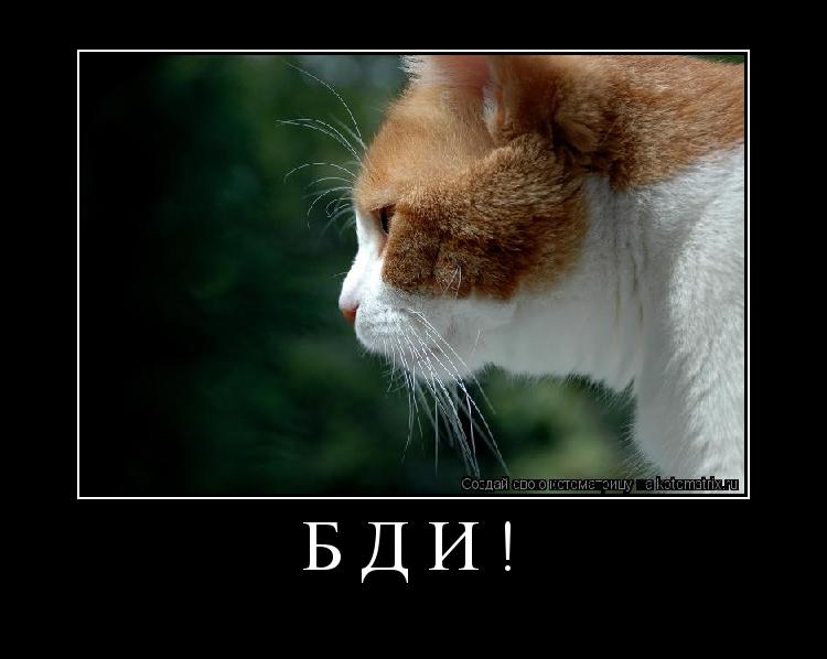 Бди! ... Котоматрица: Бди!