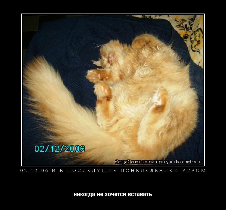 02.12.06 и в последущие понедельники утром никогда не хочется вставать... Котоматрица: 02.12.06 и в последущие понедельники утром никогда не хочется вставать