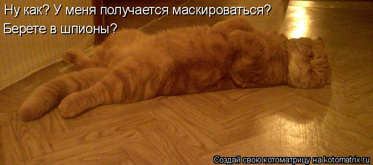 Ну как? У меня получается маскироваться? Берете в шпионы?... Котоматрица: Ну как? У меня получается маскироваться? Берете в шпионы?