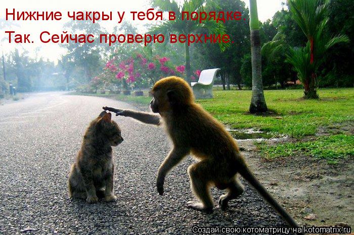 Нижние чакры у тебя в порядке. Так. Сейчас проверю верхние.... Котоматрица: Нижние чакры у тебя в порядке. Так. Сейчас проверю верхние.
