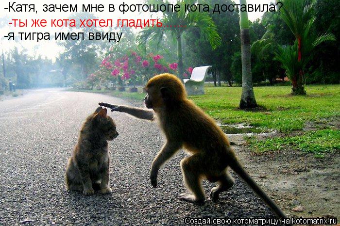 -ты же кота хотел гладить....... -я тигра имел ввиду -Катя, зачем мне в фотошопе кота доставила?... Котоматрица: -ты же кота хотел гладить....... -я тигра имел ввиду -Катя, зачем мне в фотошопе кота доставила?