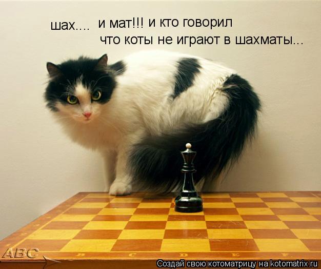 шах.... и мат!!! и кто говорил что коты не играют в шахматы...... Котоматрица: шах.... и мат!!! и кто говорил что коты не играют в шахматы...