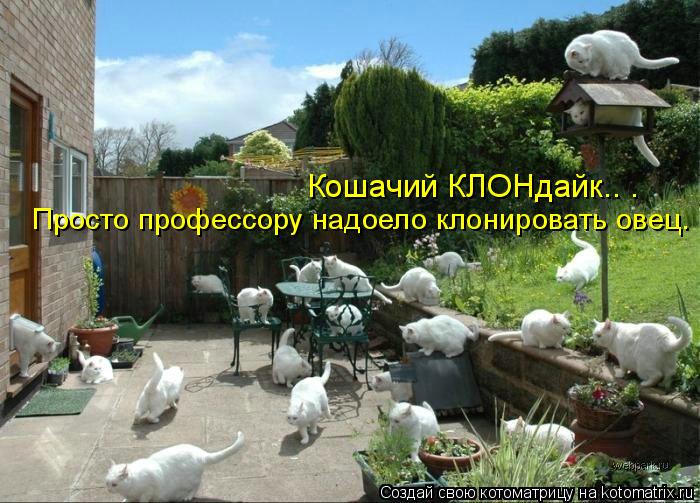 Кошачий КЛОНдайк.. . Просто профессору надоело клонировать овец.... Котоматрица: Кошачий КЛОНдайк.. . Просто профессору надоело клонировать овец.