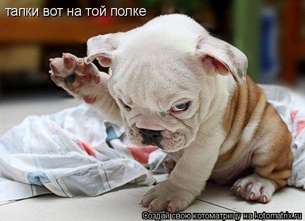 тапки вот на той полке... Котоматрица: тапки вот на той полке