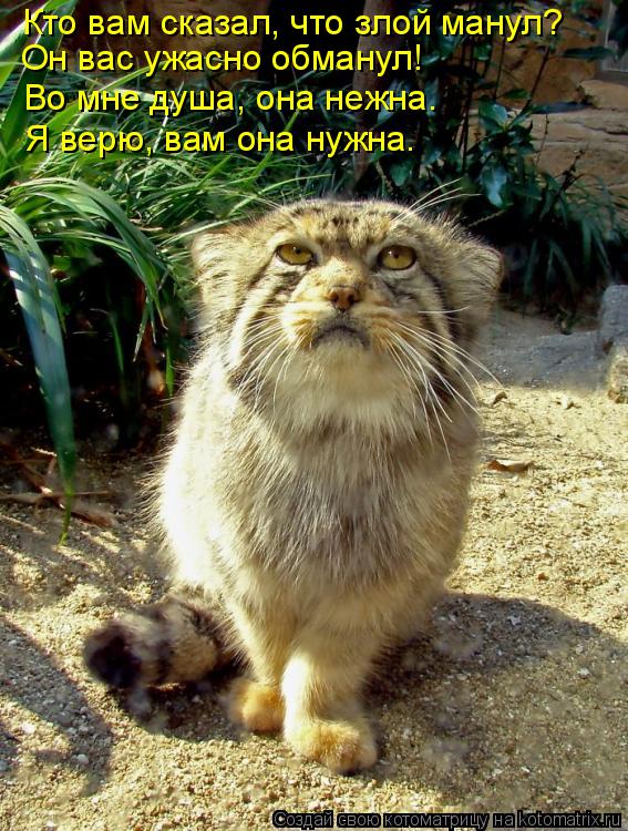 Кто вам сказал, что злой манул? Он вас ужасно обманул! Во мне душа, она нежна. Я верю, вам она нужна.... Котоматрица: Кто вам сказал, что злой манул? Он вас ужасно обманул! Во мне душа, она нежна. Я верю, вам она нужна.