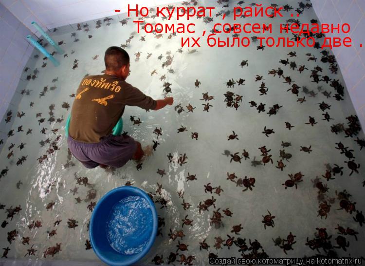 - Но куррат , райск .. Тоомас , совсем недавно их было только две .... Котоматрица: - Но куррат , райск .. Тоомас , совсем недавно их было только две .