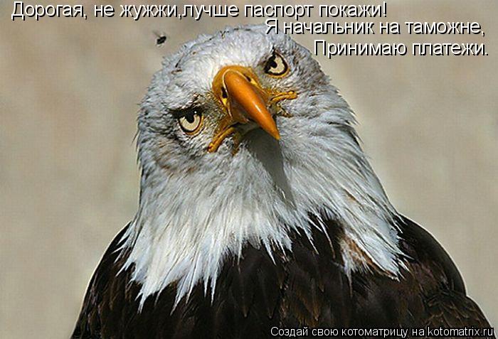 Дорогая, не жужжи,лучше паспорт покажи! Я начальник на таможне, Принимаю платежи.... Котоматрица: Дорогая, не жужжи,лучше паспорт покажи! Я начальник на таможне, Принимаю платежи.
