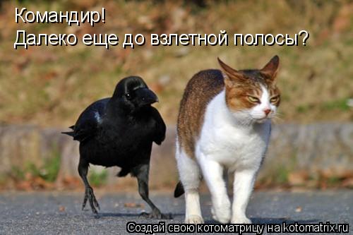 Котоматрица: Командир! Далеко еще до взлетной полосы?