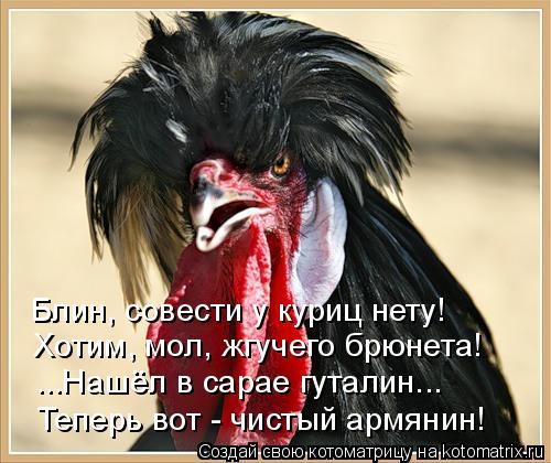 Блин, совести у куриц нету! Хотим, мол, жгучего брюнета! ...Нашёл в сарае гуталин... Теперь вот - чис... Котоматрица: Блин, совести у куриц нету! Хотим, мол, жгучего брюнета! ...Нашёл в сарае гуталин... Теперь вот - чистый армянин!