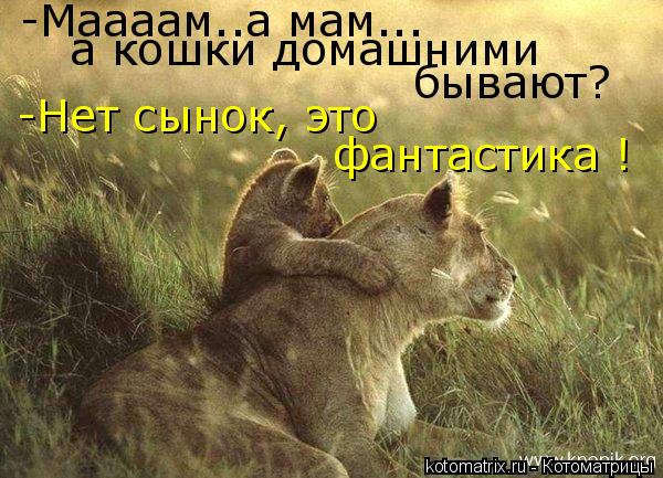 -Маааам..а мам... а кошки домашними бывают? -Нет сынок, это фантастика !... Котоматрица: -Маааам..а мам... а кошки домашними бывают? -Нет сынок, это фантастика !