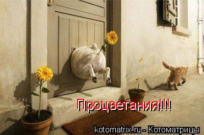 Процветания!!! Процветания!!!... Котоматрица: Процветания!!! Процветания!!!