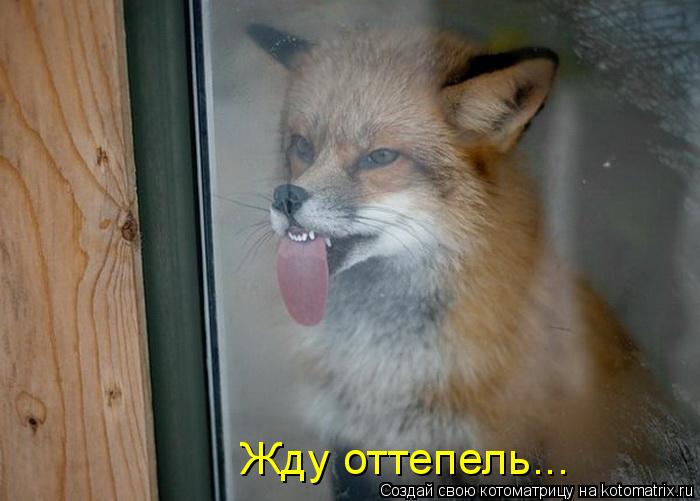 Жду оттепель...... Котоматрица: Жду оттепель...