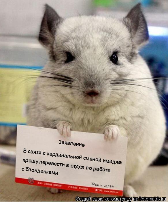 Заявление В связи с кардинальной сменой имиджа прошу перевести в отдел по работе с блондинками Мышь с... Котоматрица: Заявление В связи с кардинальной сменой имиджа прошу перевести в отдел по работе с блондинками Мышь серая