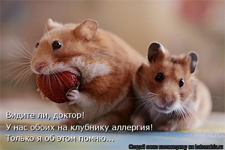 У нас обоих на клубнику аллергия! Видите ли, доктор! Только я об этом помню...... Котоматрица: У нас обоих на клубнику аллергия! Видите ли, доктор! Только я об этом помню...