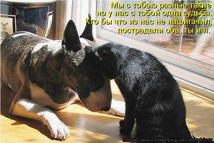 Мы с тобою разные такие но у нас с тобой одна судьба. Кто бы что из нас не нафигачил, пострадали оба,... Котоматрица: Мы с тобою разные такие но у нас с тобой одна судьба. Кто бы что из нас не нафигачил, пострадали оба, ты и я.