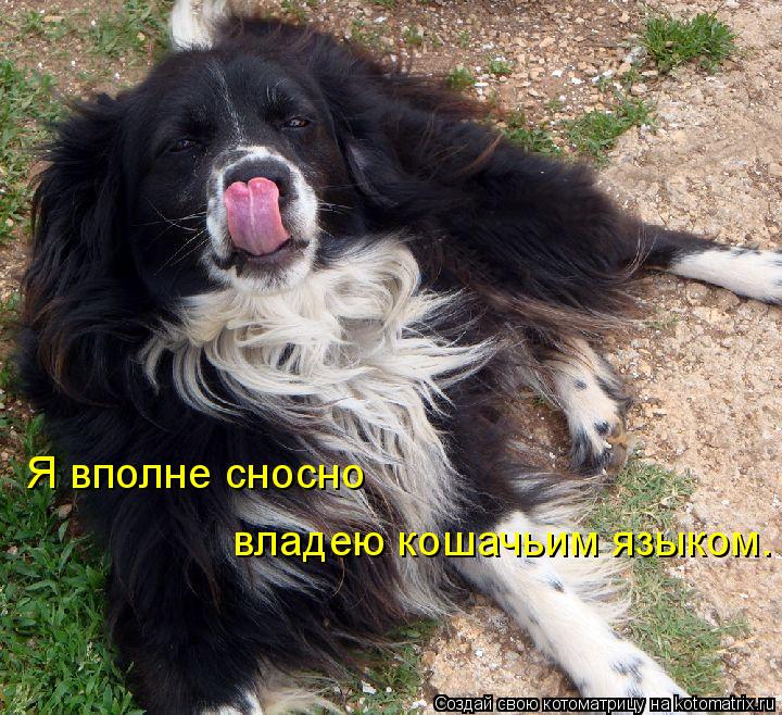 Я вполне сносно владею кошачьим языком.... Котоматрица: Я вполне сносно владею кошачьим языком.