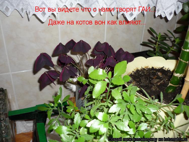 Вот вы видете что с нами творят ГАИ... Даже на котов вон как влияют... Вот вы видете что с нами творя... Котоматрица: Вот вы видете что с нами творят ГАИ... Даже на котов вон как влияют... Вот вы видете что с нами творят ГАИ...