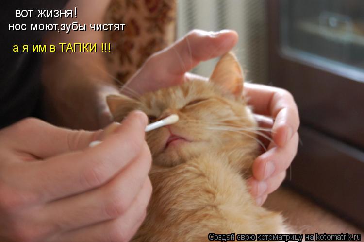 вот жизня! нос моют,зубы чистят а я им в ТАПКИ !!!... Котоматрица: вот жизня! нос моют,зубы чистят а я им в ТАПКИ !!!