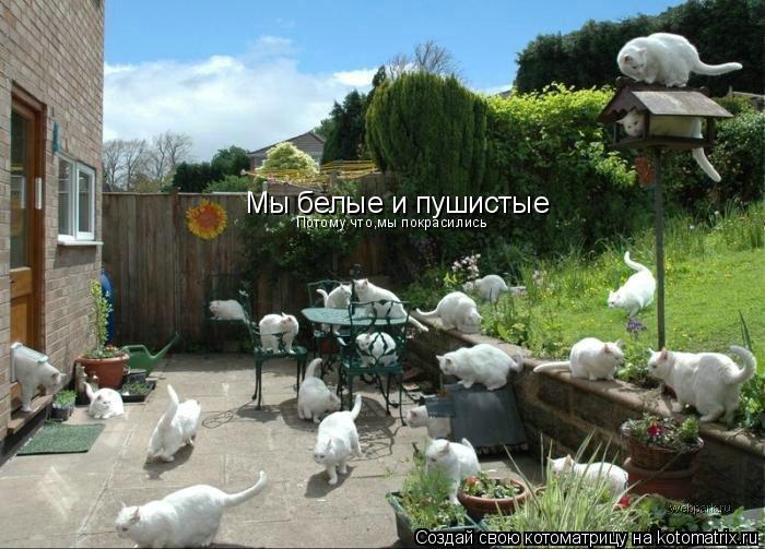 Мы белые и пушистые Потому что,мы покрасились... Котоматрица: Мы белые и пушистые Потому что,мы покрасились