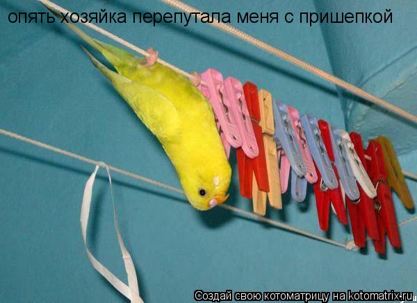 опять хозяйка перепутала меня с пришепкой... Котоматрица: опять хозяйка перепутала меня с пришепкой