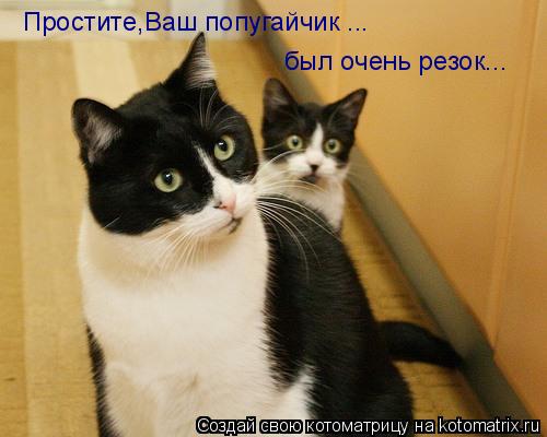 Простите,Ваш попугайчик ... был очень резок...... Котоматрица: Простите,Ваш попугайчик ... был очень резок...