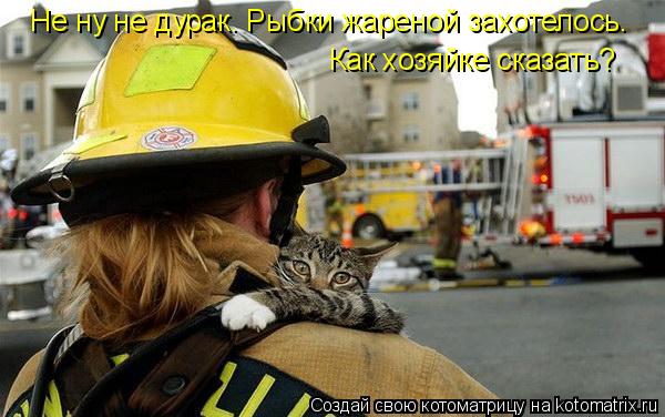Не ну не дурак. Рыбки жареной захотелось. Как хозяйке сказать?... Котоматрица: Не ну не дурак. Рыбки жареной захотелось. Как хозяйке сказать?