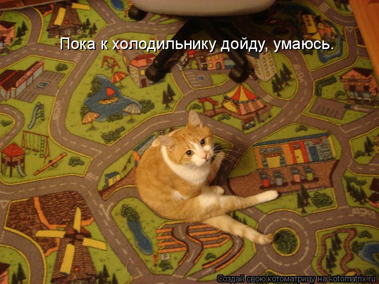 Пока к холодильнику дойду, умаюсь.... Котоматрица: Пока к холодильнику дойду, умаюсь.