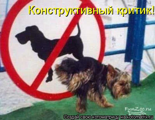 Котоматрица: Конструктивный критик!