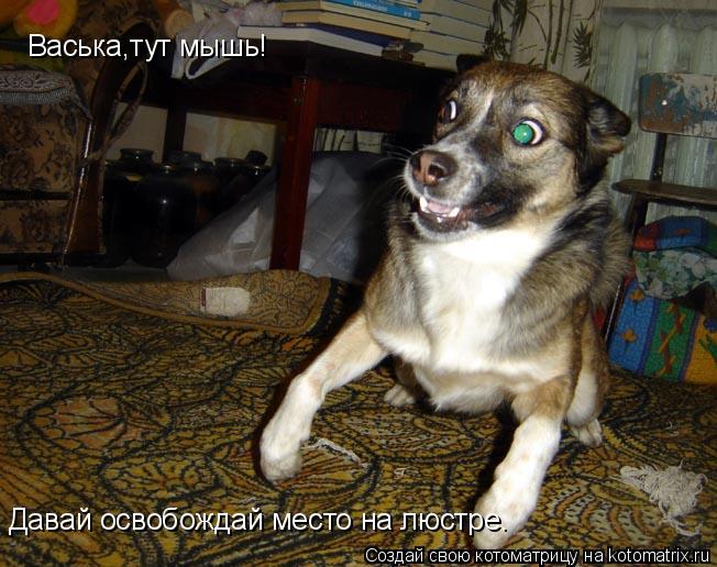 Васька,тут мышь! Давай освобождай место на люстре.... Котоматрица: Васька,тут мышь! Давай освобождай место на люстре.