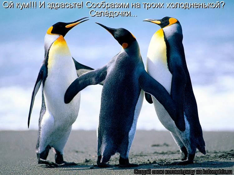 Ой кум!!! И здрасьте! Сообразим на троих холодненькой? Селёдочки...... Котоматрица: Ой кум!!! И здрасьте! Сообразим на троих холодненькой? Селёдочки...