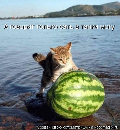А говорят только сать в тапки могу... Котоматрица: А говорят только сать в тапки могу