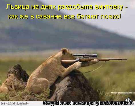 Котоматрица: Львица на днях раздобыла винтовку -  как же в саванне все бегают ловко!